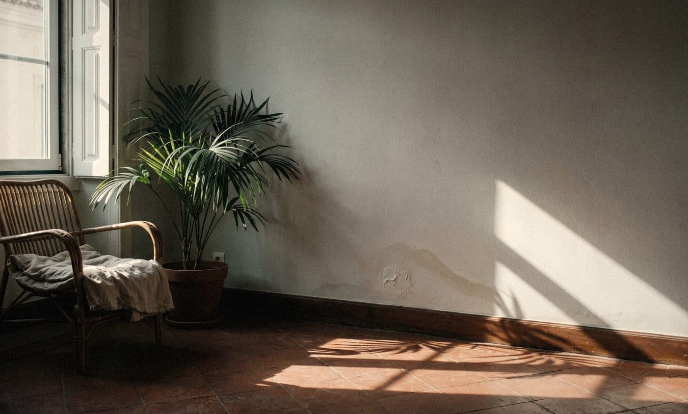 An off-white wall with a water stain spreading above the skirting, beside a potted palm and a rattan chair in low sun